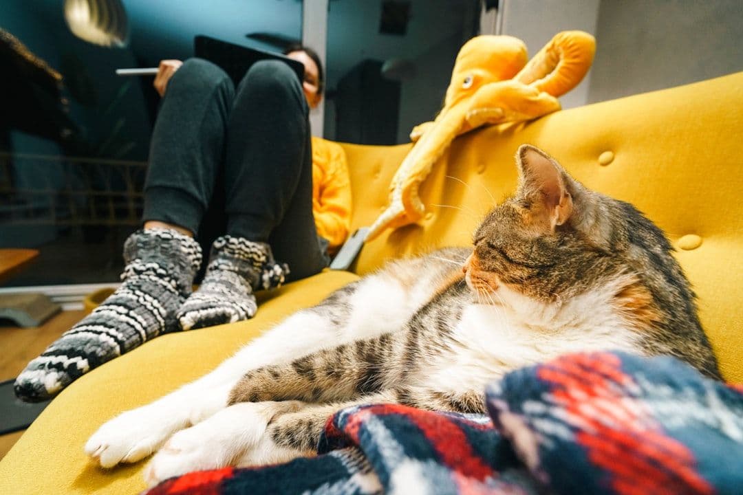 Apple Arcade z nowymi grami, w tym pierwszą oficjalną produkcją z Pusheen