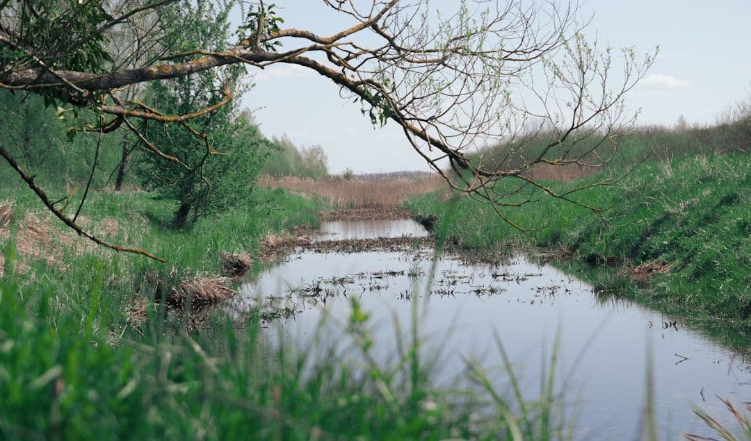 Złota alga w Kanale Gliwickim. Wyłowiono 157 kg śniętych ryb