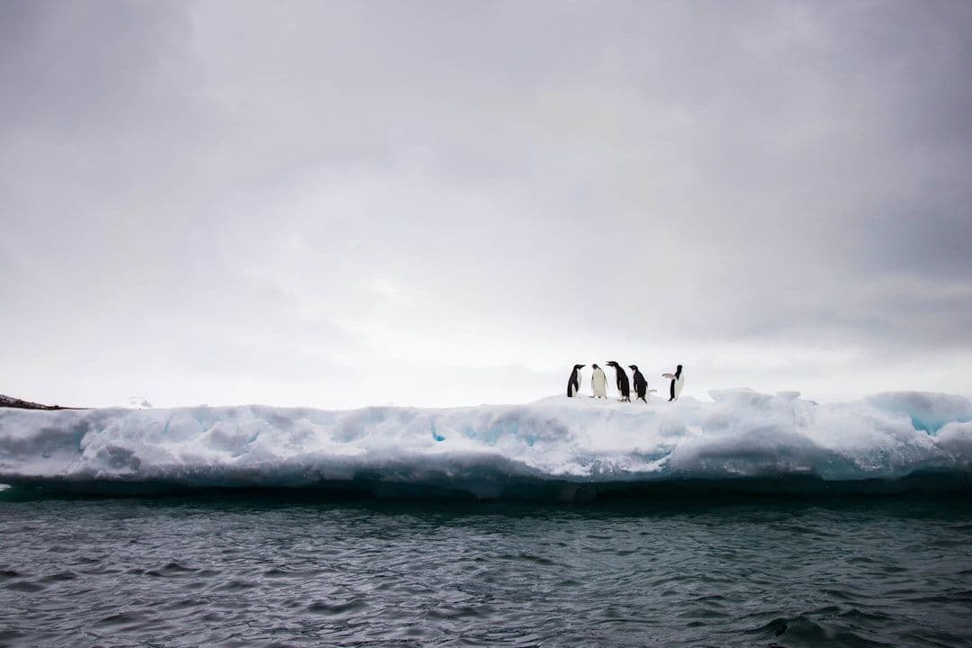 Penguin Colony otrzymało datę premiery. Kosmiczny horror z pingwinami kpi z technologicznych buzzwordów