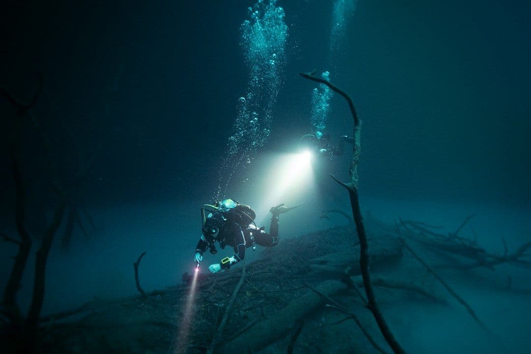 Dave the Diver połączy siły z Subnautica 2. Wreszcie zapolujemy na Nibbler Mangos
