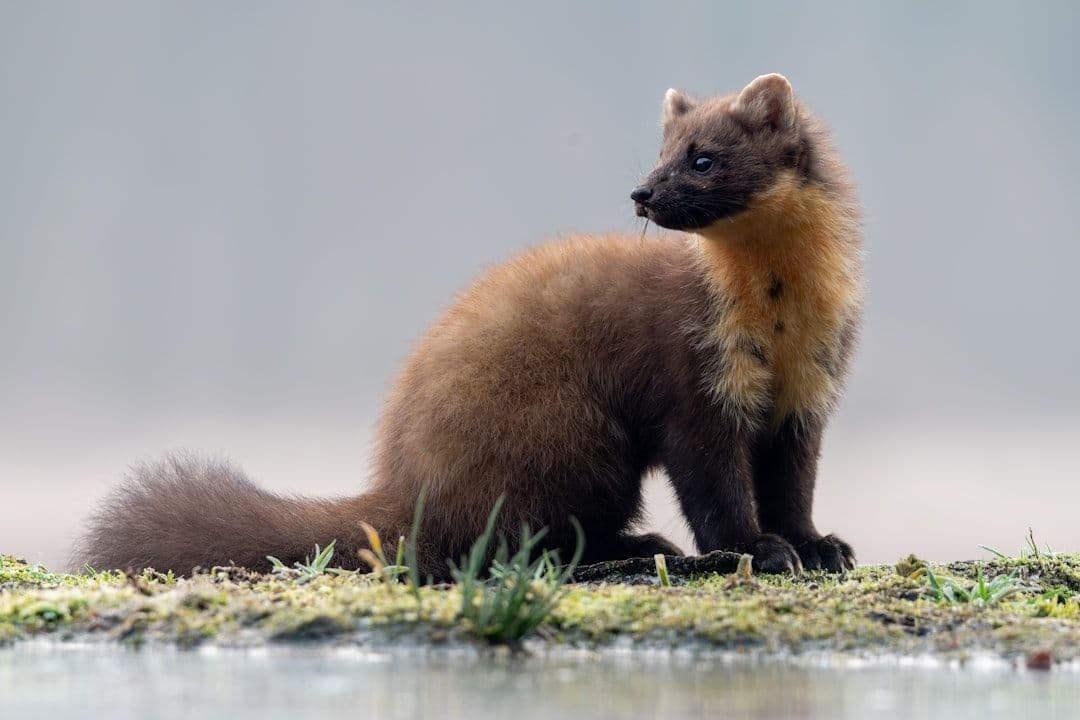 Młode kuny leśne po raz pierwszy od ponad wieku na Exmoor. „Fantastyczny znak”