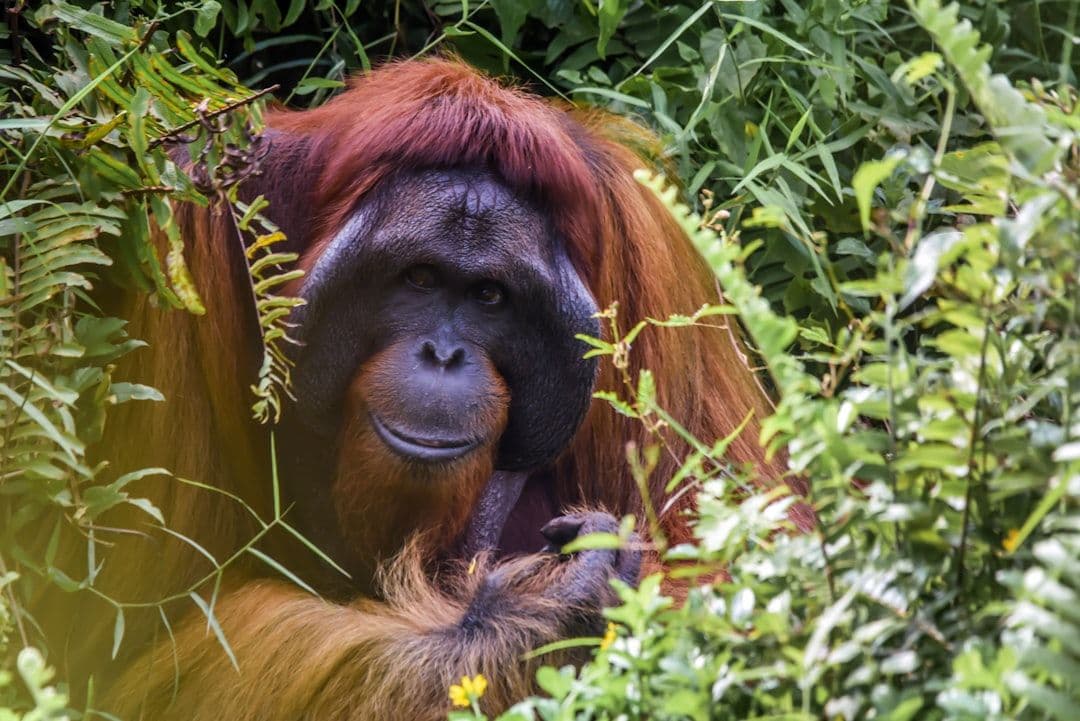 Pożary na Borneo zagrażają orangutanom i ważnemu ośrodkowi badań