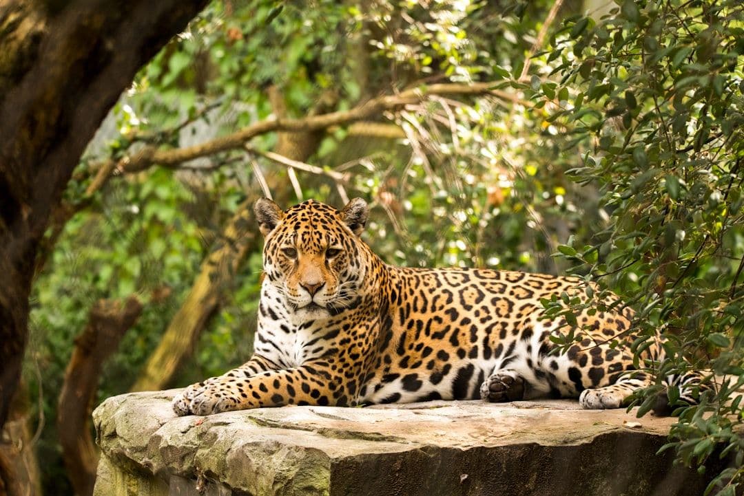 Jaguar pokonał ponad 2100 kilometrów przez Amazonię