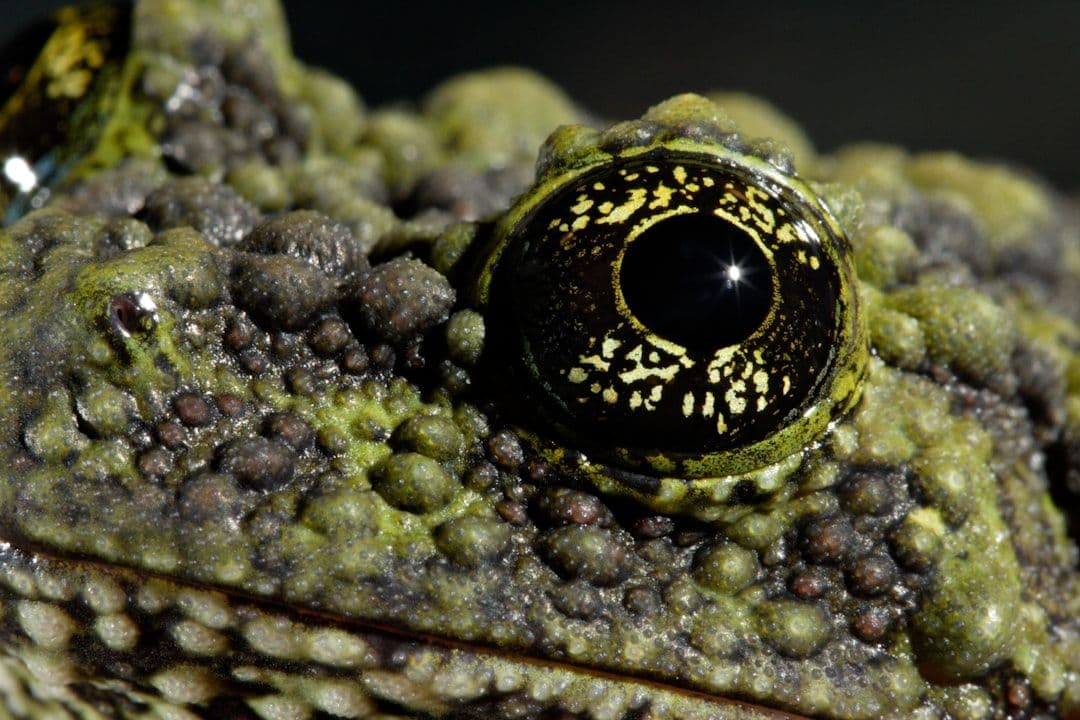 Geckony pokazują, jak klimat i genom kształtują chromosomy płci