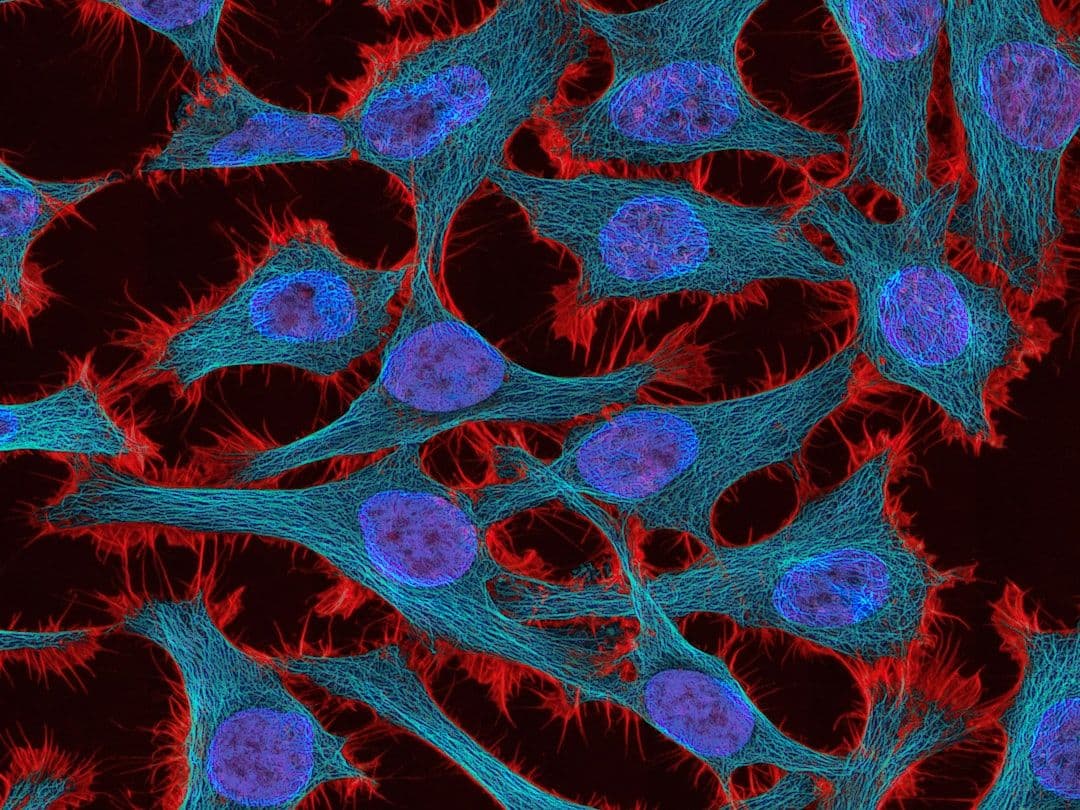 Makrofagi mogą uruchamiać poród, przekazując mitochondria mięśniom macicy