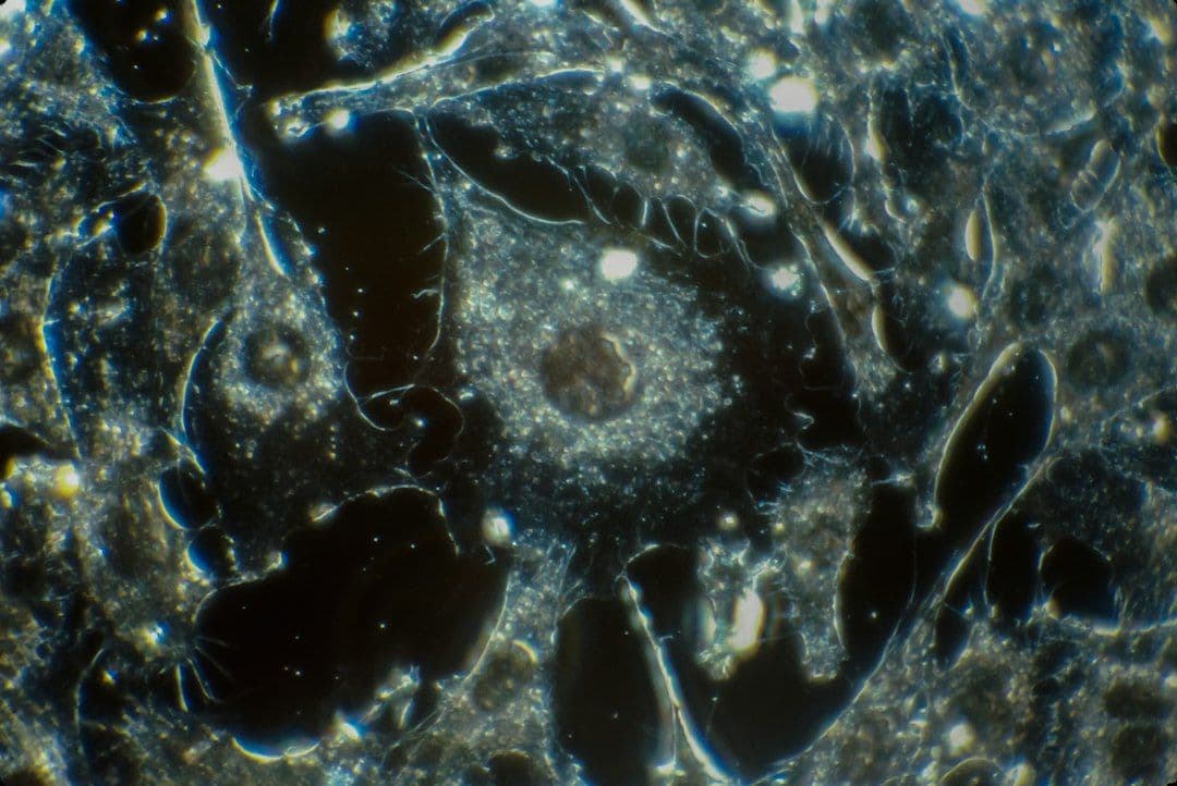Ognista ameba przekracza dotychczasową granicę temperatury dla eukariontów