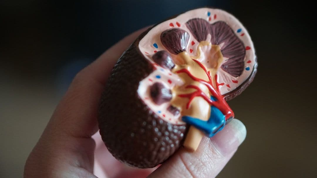 Rytuksymab zmieniał metabolizm limfocytów T u części pacjentów z zespołem nerczycowym