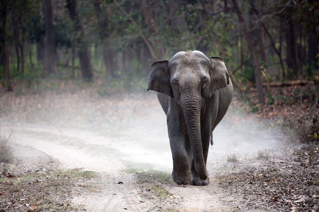 Światowy Dzień Słoni: ratunek to dopiero początek, Wildlife SOS rozwija międzynarodową współpracę