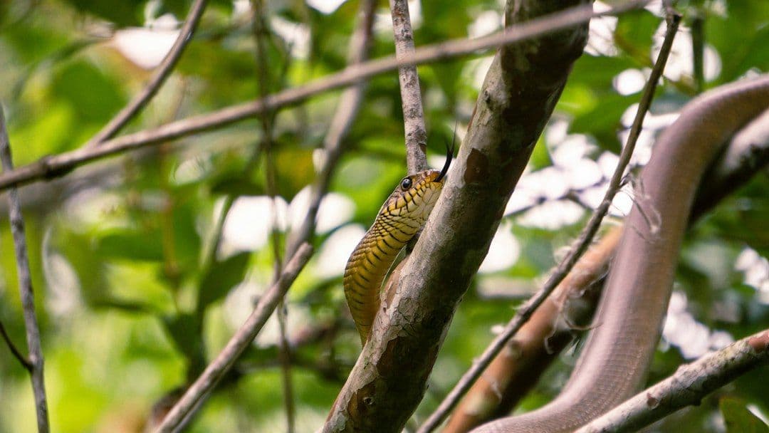 Pierwszy Światowy Kongres Węży odbędzie się na Sri Lance. W centrum nauka, ochrona i zdrowie