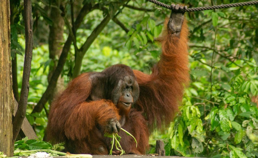 Młode orangutany uczą się szerokiej diety, obserwując innych