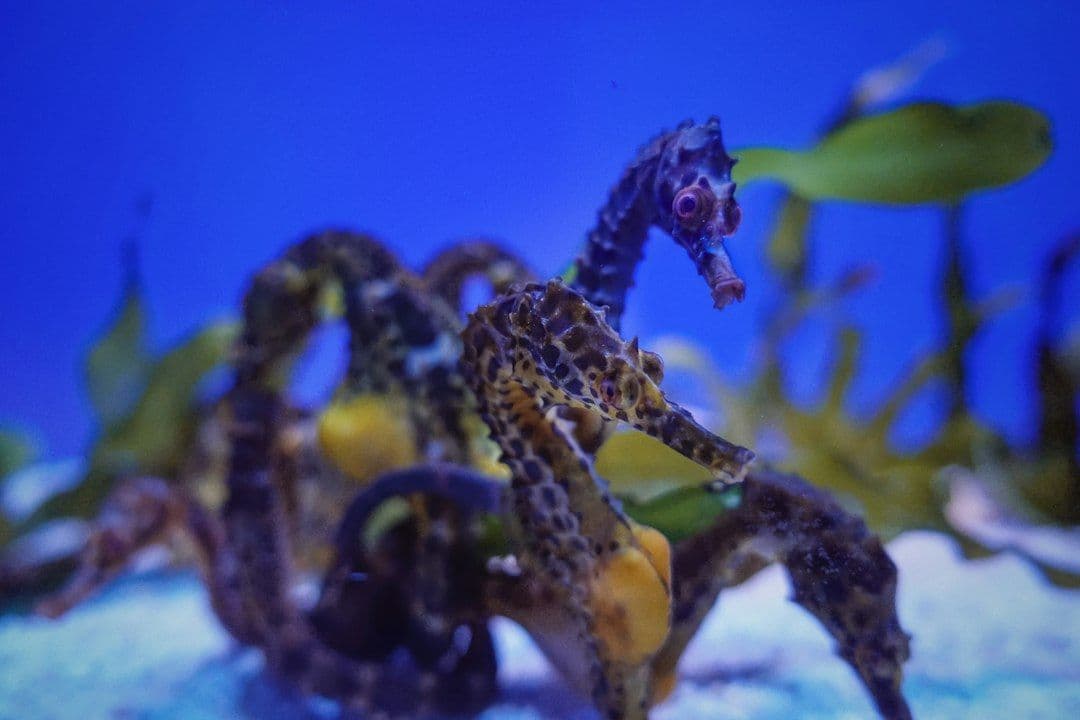 Dwa nowe gatunki pająków morskich odkryto w Salish Sea