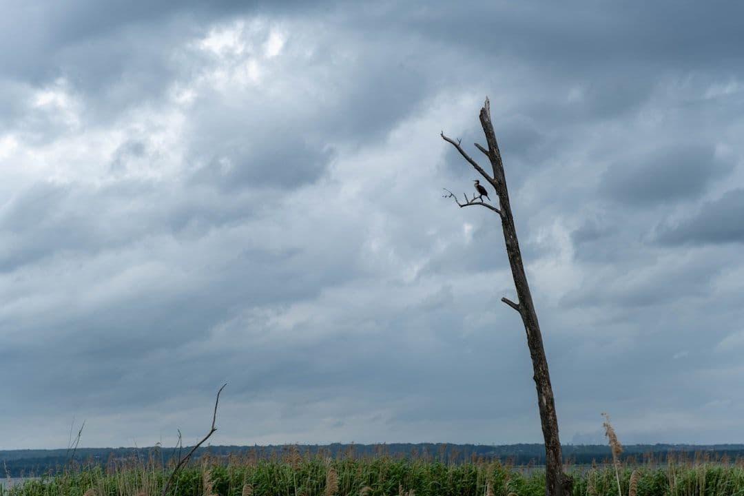 Konar spadł na pielgrzymów podczas burzy. Dwie osoby w szpitalu